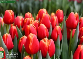 Tulipa Verandi (3)